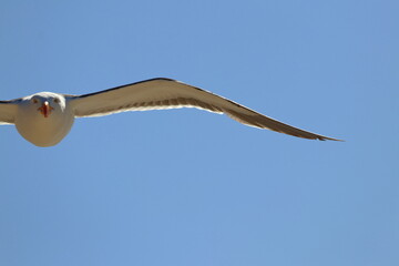 pacific gull detail