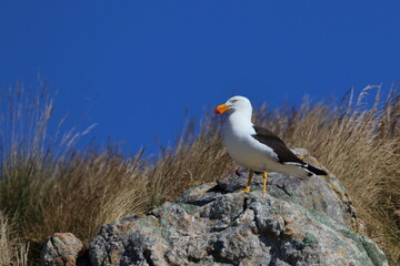 pacific gull detail