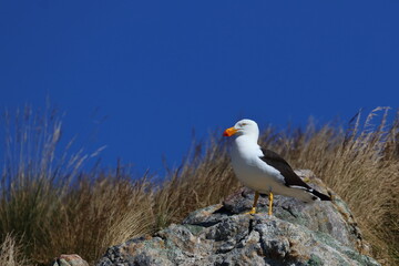 pacific gull detail