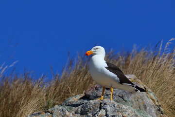 Naklejka premium pacific gull