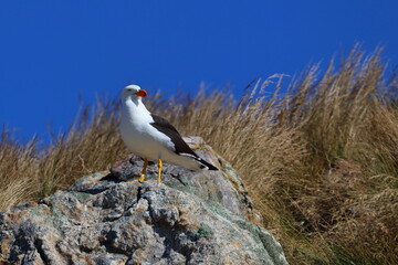 pacific gull