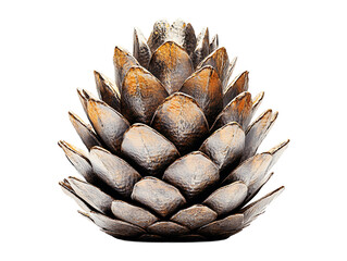 Pine Cone Close-Up, PNG Transparent