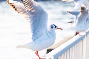 神奈川県の県鳥、飛翔する美しいユリカモメ（カモメ科）他の群れ
英名学名：Black-headed gulls (Larus ridibundus)
神奈川県横浜市鶴見川-2025
