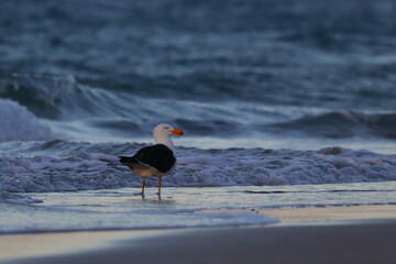 gull