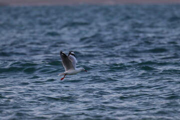 silver gull