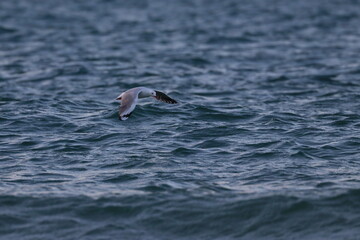 silver gull
