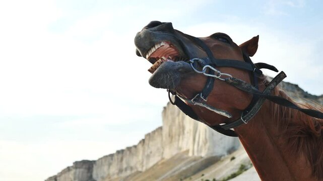 Chestnut horse wearing a bridle neighing loudly in front of a white rock cliff under blue sky