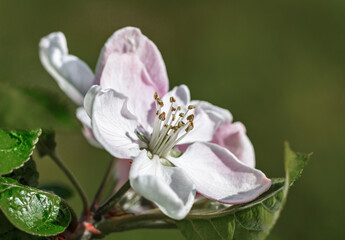 Blooming apple tree.