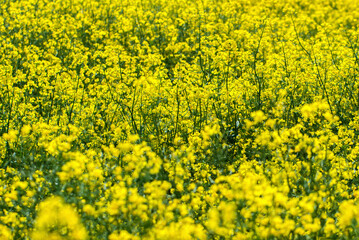 Rape field are blooming.