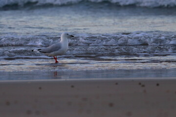 silver gull