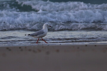silver gull