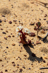 Crassula alpestris in natural sandy habitat, seen in the Cederberg near Eselbank