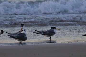 crested tern