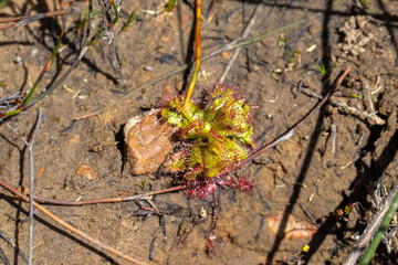 Rosette of a Drosera variegata