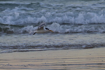 crested tern