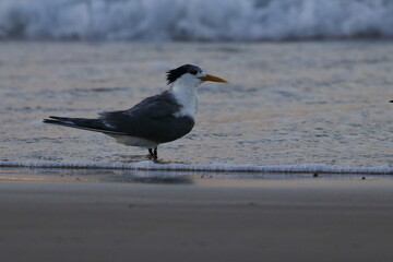 crested tern