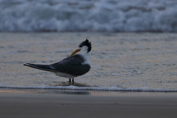 crested tern