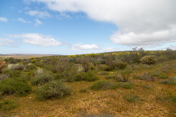 Field of Rooibos in the Tra Tra Mountains, Cederberg. Western Cape of South Africa