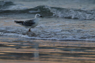 silver gull