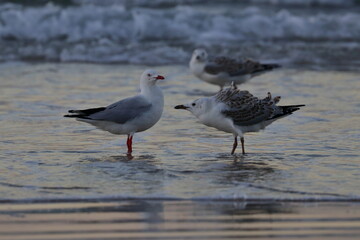 silver gull
