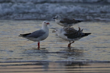 Fototapeta premium silver gull