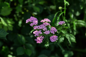 Fototapeta premium Close-up of vibrant pink yarrow flowers with delicate clusters of tiny blooms