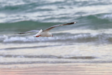 silver gull
