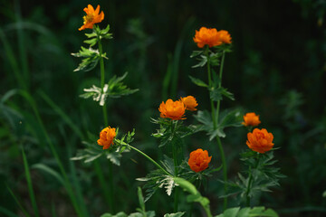 Bright orange wildflowers in lush greenery