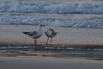 silver gull