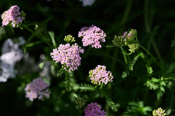 Pink yarrow flowers in full bloom surrounded by green leaves, illuminated by sunlight.