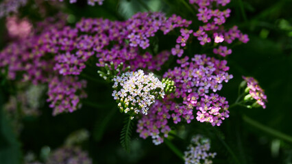 Pink and lavender yarrow flowers with green leaves in a garden, illuminated by sunlight.