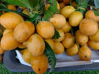 Defocused view of Bouea macrophylla fruits on sale at the market. Ripe fruits are yellowish orange in colour