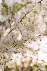 flowers blossoming in spring on branch