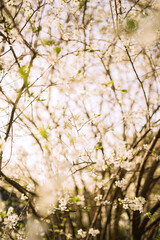 flowers blossoming in spring on branch