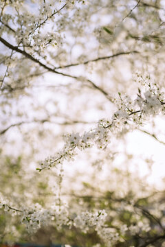 Fototapeta flowers blossoming in spring on branch