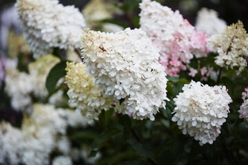 Close-up of blooming white hydrangea flowers with delicate petals and green leaves.