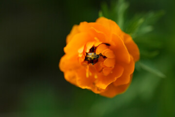 Macro shot of a bright orange flower with intricate petals and a beetle inside