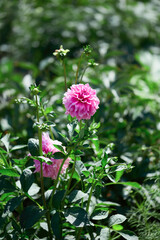Close-up of a bright pink dahlia flower in full bloom with intricate layered petals