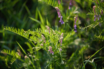 Purple Wildflowers and Green Foliage in Meadow