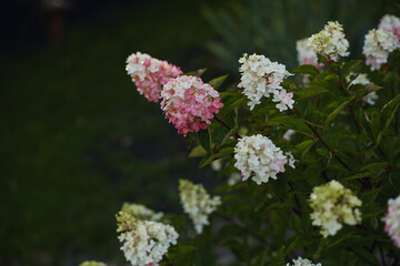 Pink and white hydrangea flowers blooming with green leaves in a lush garden setting.