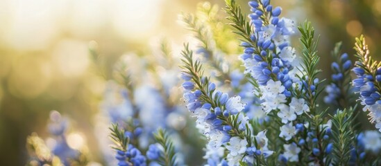 Fototapeta premium Vibrant close-up of blue and white Erica flowers in a glowing sunlight background showcasing delicate blooms with rich green foliage accents.