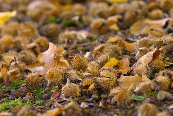 beechnuts in sunlight, close-up of beechnuts, open beechnut, brown forest floor in sunlight, autumn colours in the forest, sunshine in autumn
