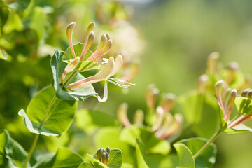 Honeysuckle flowers basking in sunlight