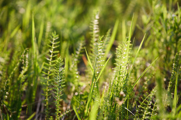 A close-up of vibrant green grass, bathed in sunlight