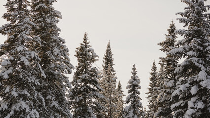 Snow-covered evergreen trees in a winter landscape during daylight hours