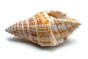 Seashell spiral ocean beach nature isolated white background decor
