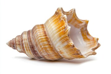 Fototapeta premium Seashell, spiral, ocean, beach, nature, white background, isolated, texture, summer, decoration