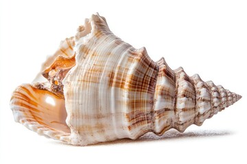 Obraz premium Seashell, spiral, ocean, white background, nature, summer, texture, decoration