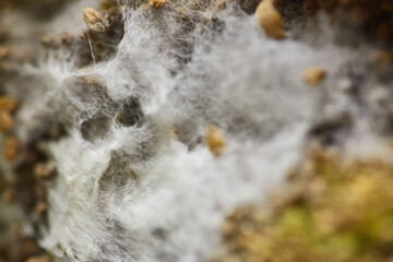 Macro shot of white mold growth with fibrous mycelium structure