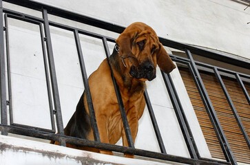 sad  curios  bloodhound dog looks down from balcony waiting for owner